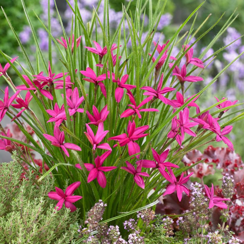 Rhodohypoxis Beverly (Flowering)