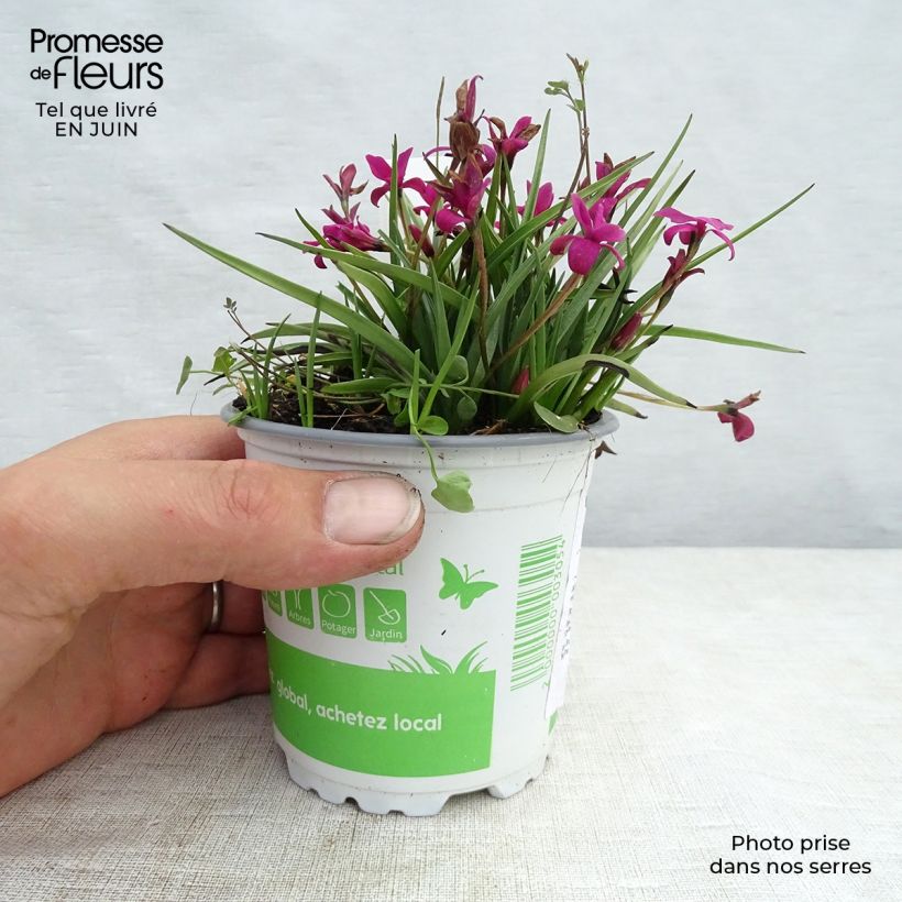 Rhodohypoxis Beverly 1.5L/2L pot sample as delivered in summer