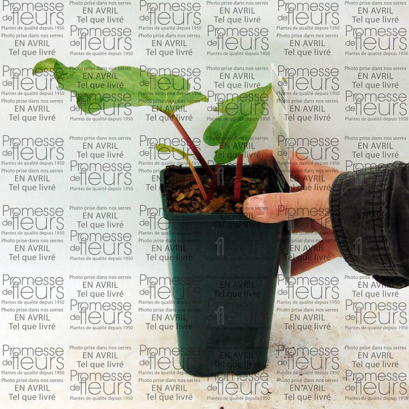Example of Canada Red Rhubarb 1L/1.5L pot specimen as delivered
