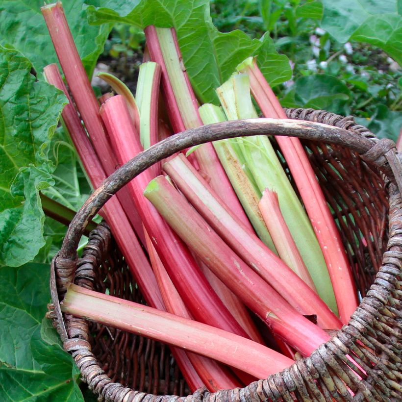 Frambozen Rood Rhubarb (Harvest)