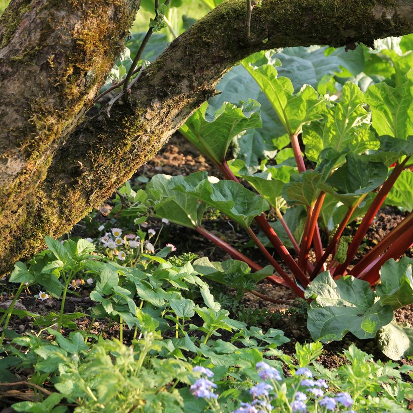 Frambozen Rood Rhubarb (Plant habit)