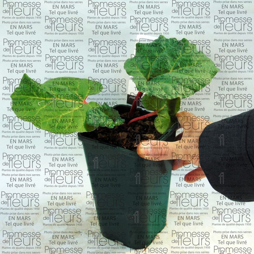 Example of Fulton's Strawberry Surprise Rhubarb 1L/1.5L pot specimen as delivered