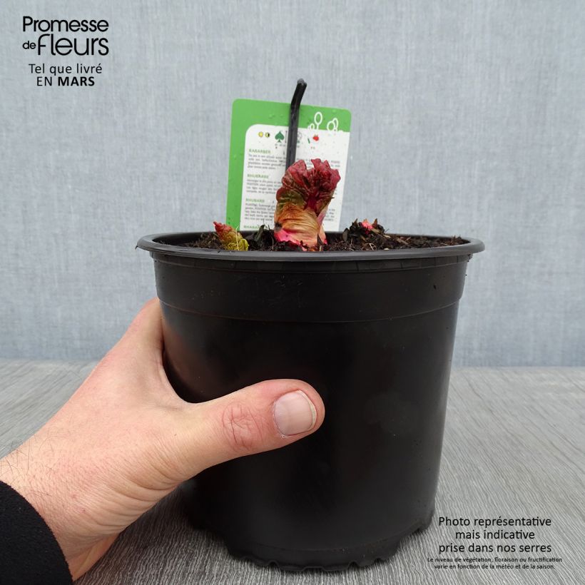 Mikoot Rhubarb 2L/3L pot sample as delivered in winter