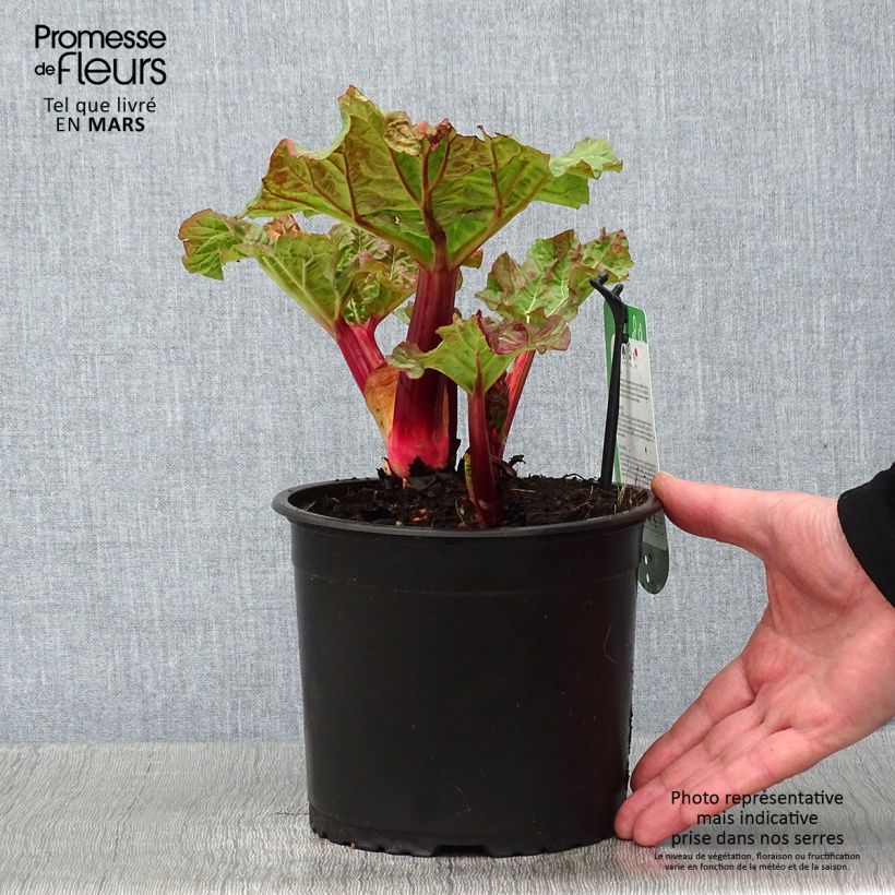 Valentine Rhubarb 2L/3L pot sample as delivered in winter
