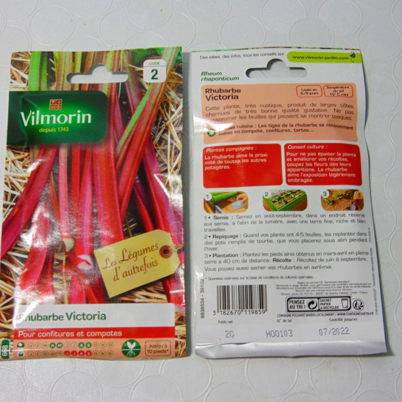 Example of Rheum rhaponticum 'Victoria' per pack of 80 seeds (2g) specimen as delivered