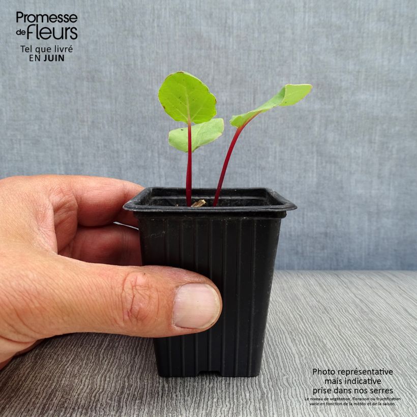 Organic Ribbed Rhubarb 8/9 cm pot sample as delivered in summer