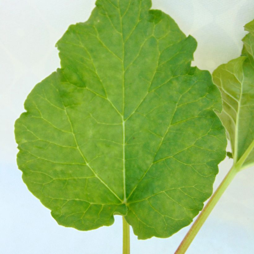 Organic Ribbed Rhubarb (Foliage)