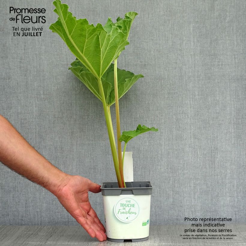 Organic Ribbed Rhubarb 1L/1.5L pot sample as delivered in summer