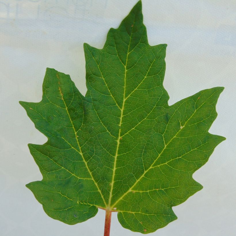 Rheum palmatum var. tanguticum - Chinese Rhubarb (Foliage)