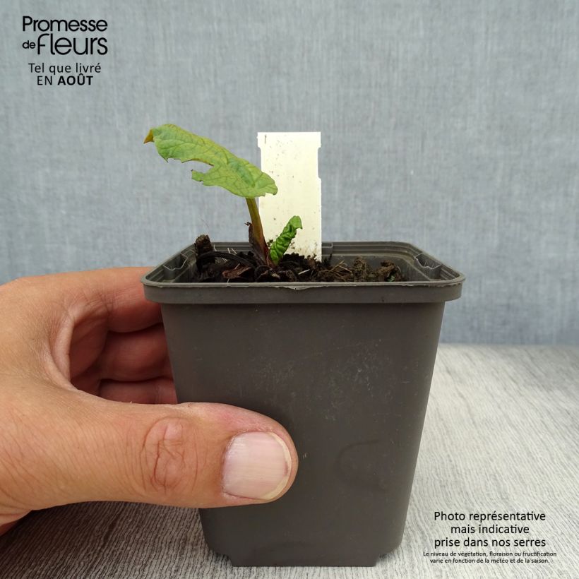 Rheum palmatum var. tanguticum - Chinese Rhubarb 8/9 cm pot sample as delivered in summer