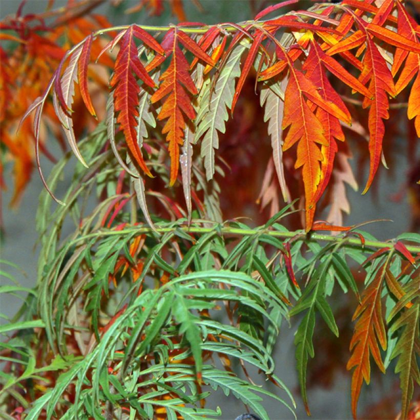 Rhus glabra Laciniata - Fern-leaved Sumach (Foliage)