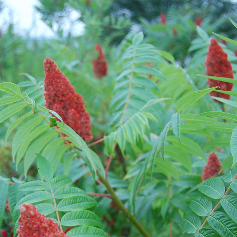 Rhus glabra Laciniata - Fern-leaved Sumach (Flowering)