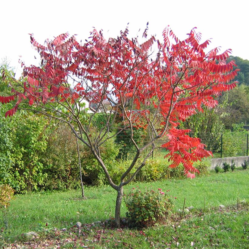 Rhus glabra Laciniata - Fern-leaved Sumach (Plant habit)