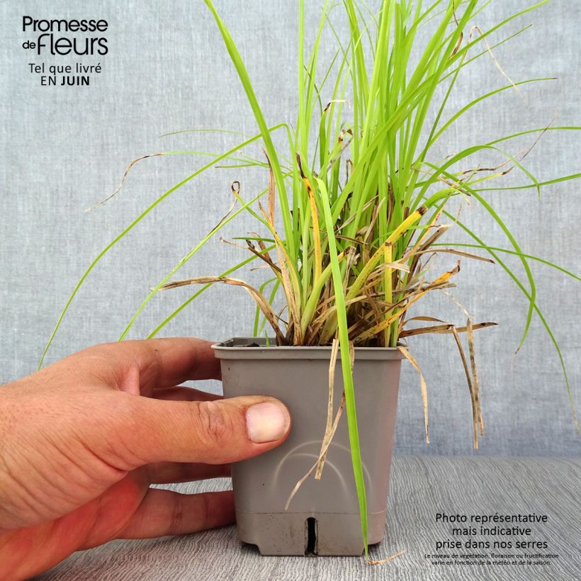 Rhynchospora colorata - White Star Sedge 8/9 cm pot sample as delivered in summer