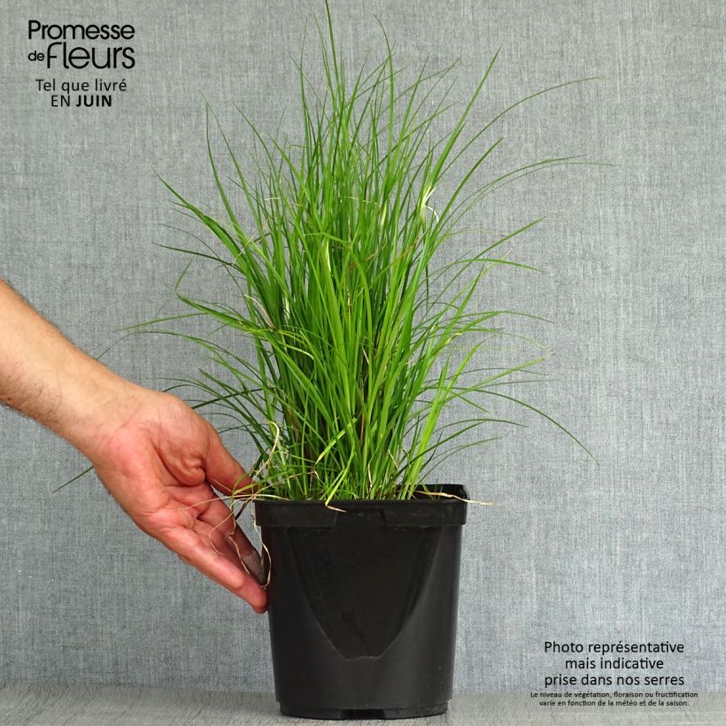 Rhynchospora colorata - White Star Sedge 2L/3L pot sample as delivered in summer