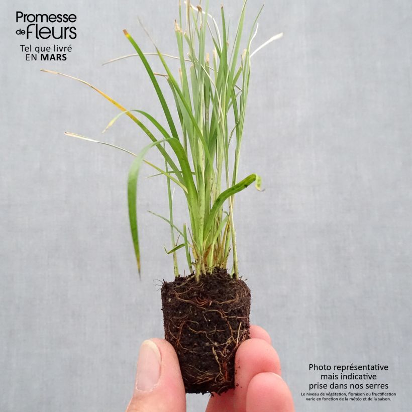 Rhynchospora colorata - White Star Sedge sample as delivered in spring