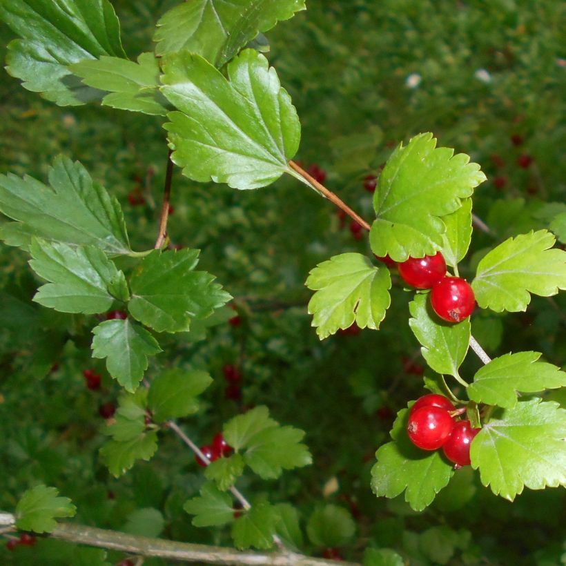 Ribes alpinum - Alpine Currant (Foliage)