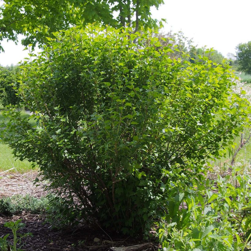 Ribes alpinum - Alpine Currant (Plant habit)