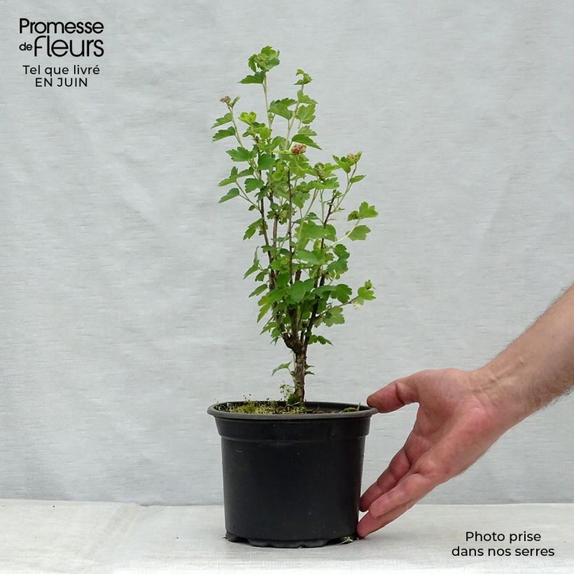 Ribes alpinum - Alpine Currant 2L/3L pot sample as delivered in summer
