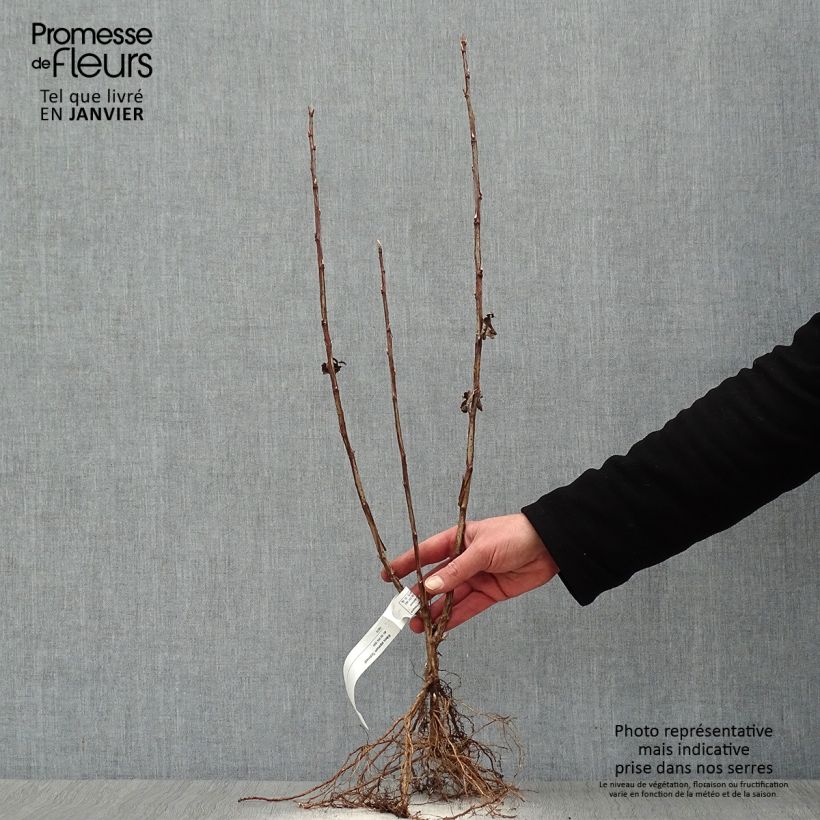 Ribes alpinum Schmidt - Alpine Currant Bare root sample as delivered in winter