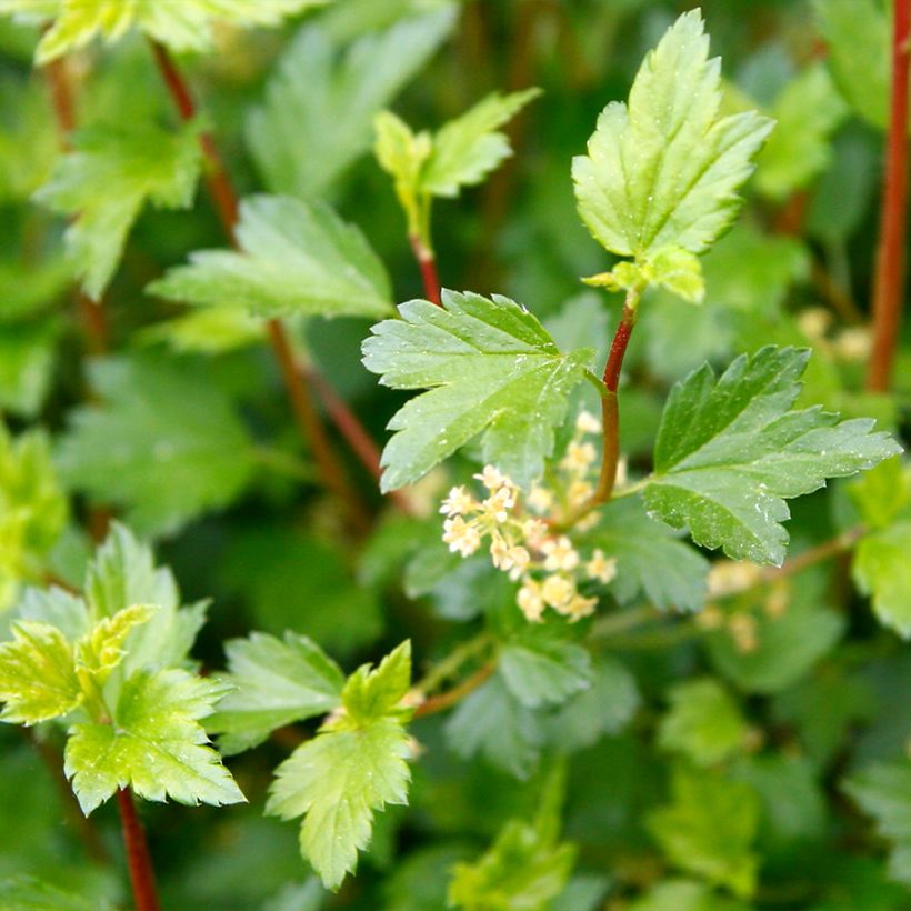 Ribes alpinum Schmidt - Alpine Currant (Foliage)