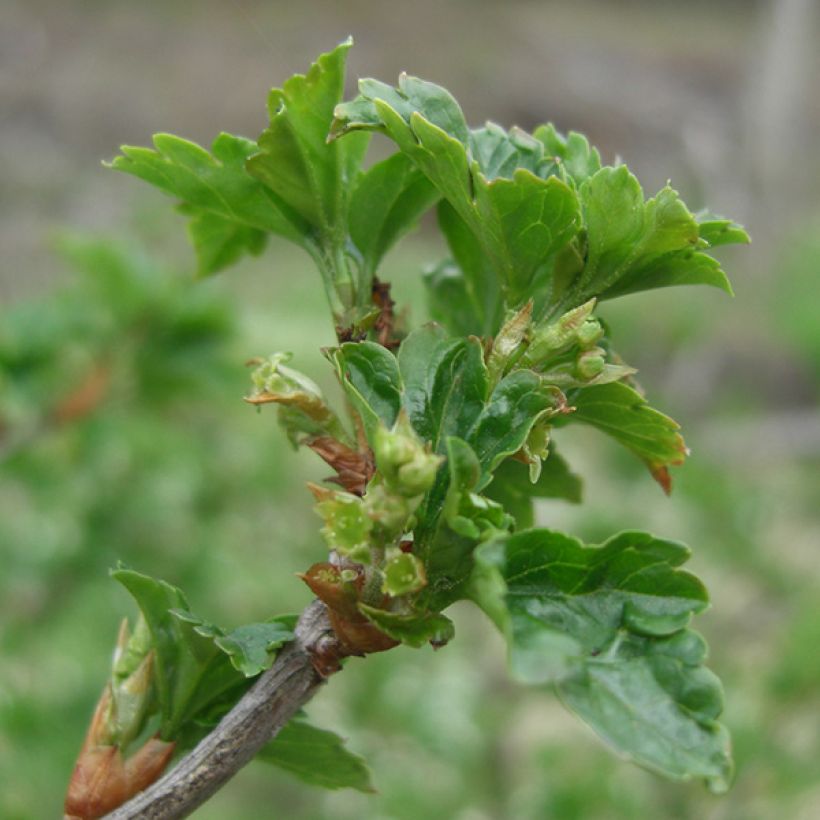 Blackcurrant Andega - Ribes nigrum (Foliage)