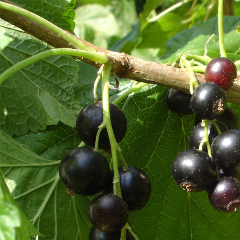 Blackcurrant Andega - Ribes nigrum (Harvest)