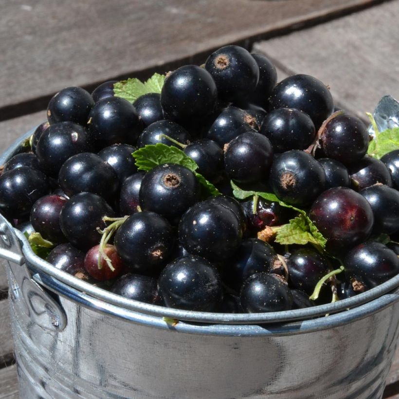 Blackcurrant Little Black Sugar - Ribes nigrum (Harvest)