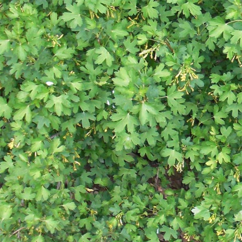 Ribes odoratum - Golden Currant (Foliage)