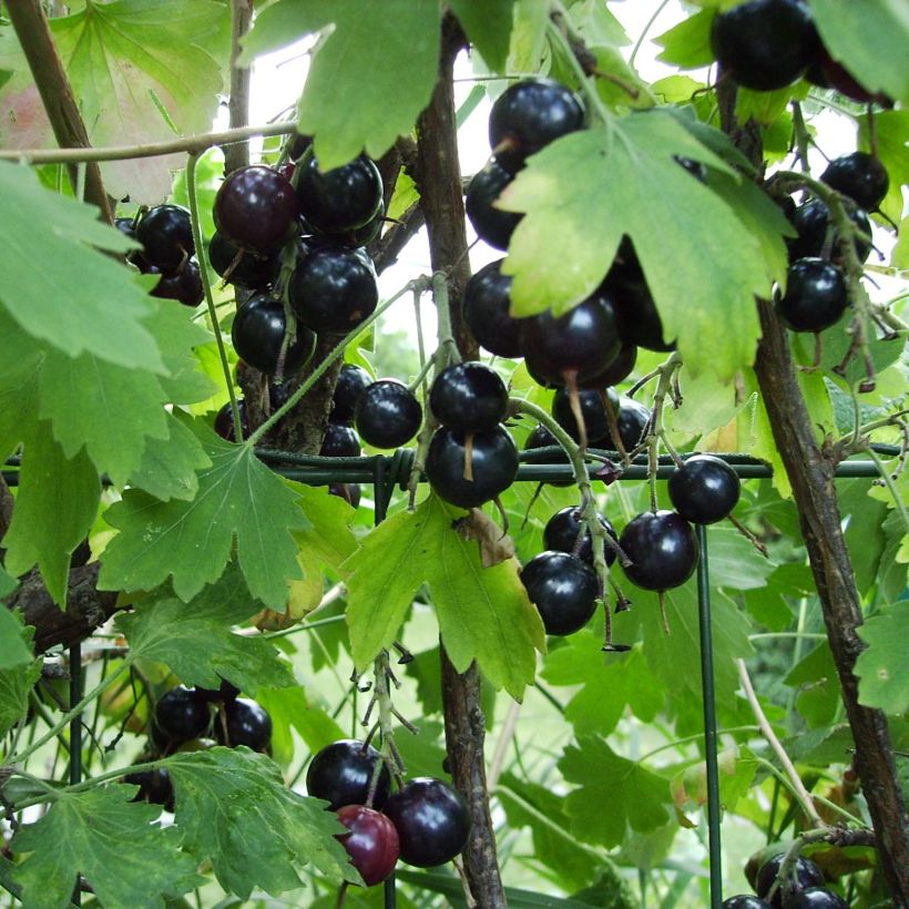 Ribes odoratum - Golden Currant (Harvest)