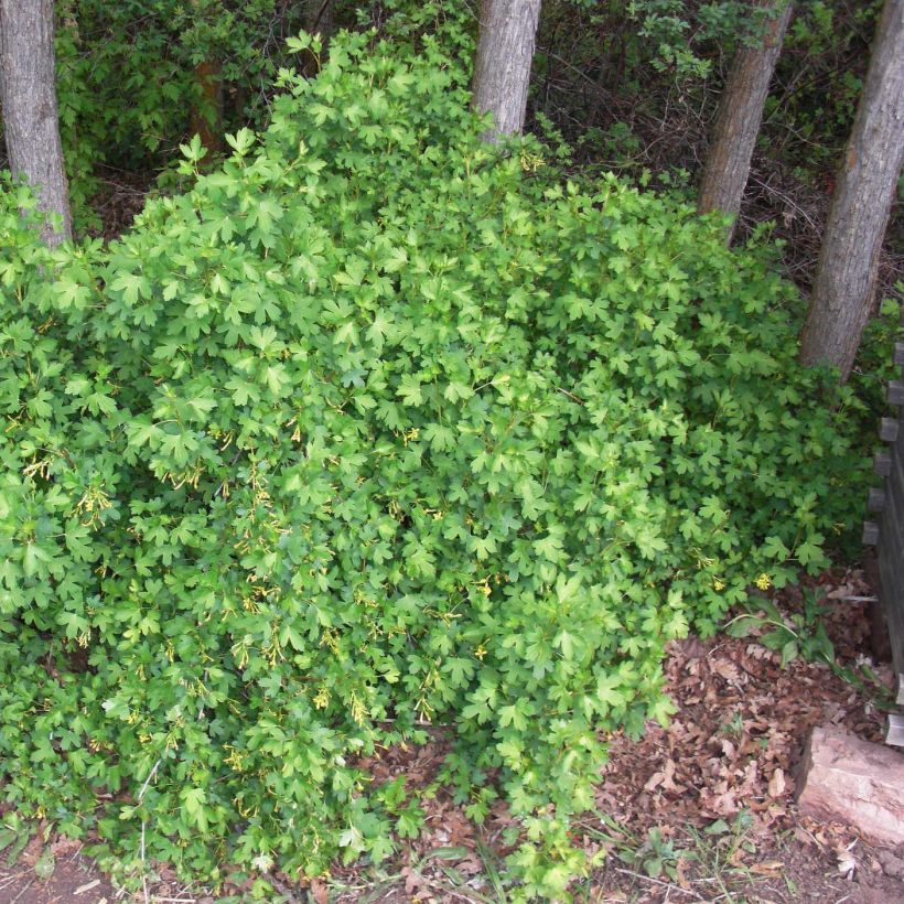 Ribes odoratum - Golden Currant (Plant habit)