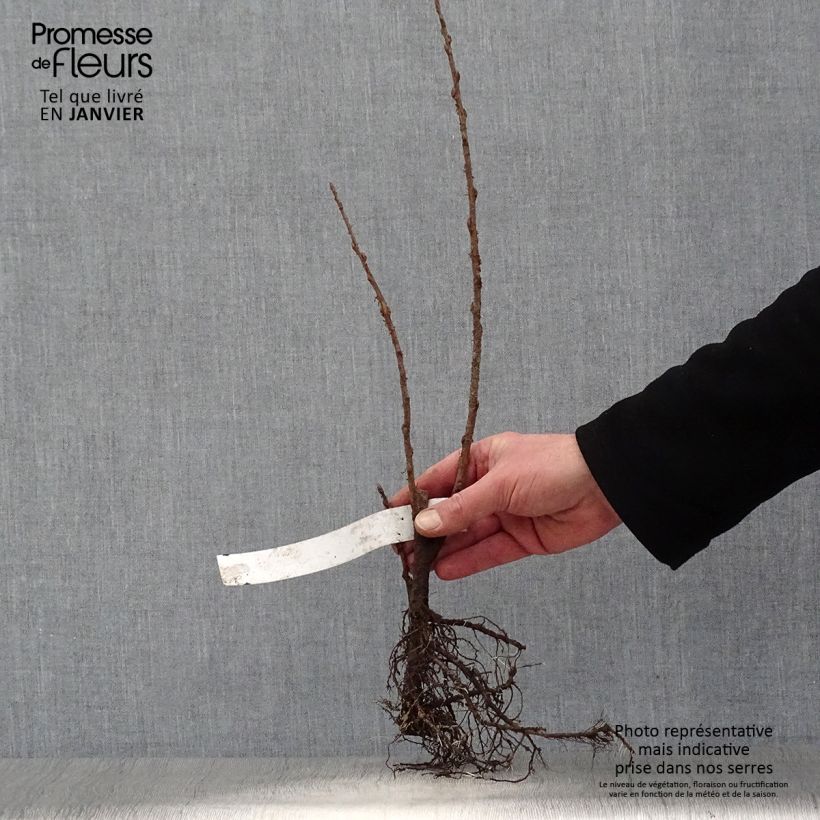 Ribes odoratum - Golden Currant Bare root sample as delivered in winter
