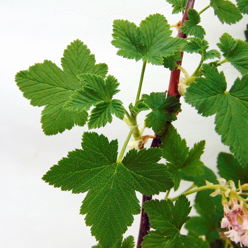 Ribes sanguineum - Flowering Currant (Foliage)