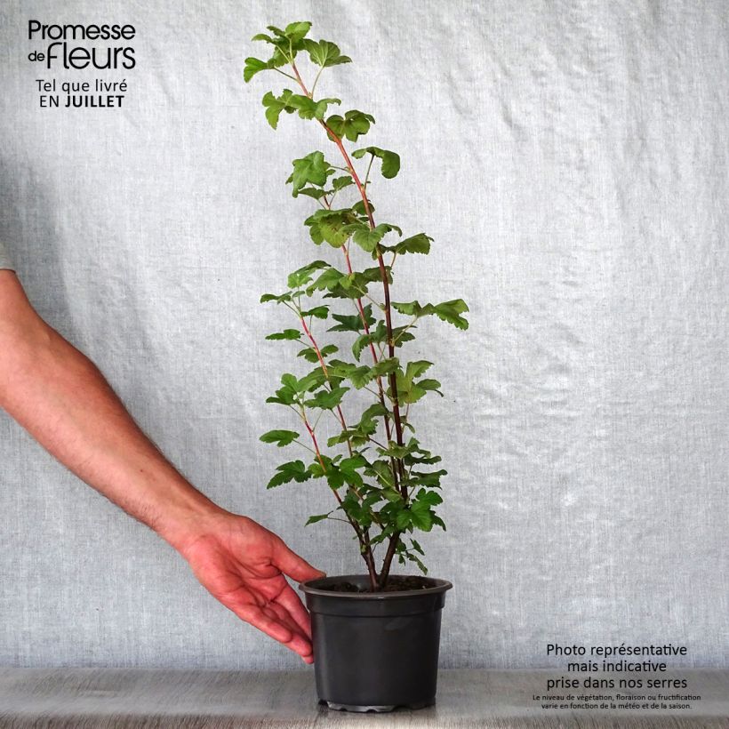 Ribes sanguineum - Flowering Currant 3L/4L pot sample as delivered in summer
