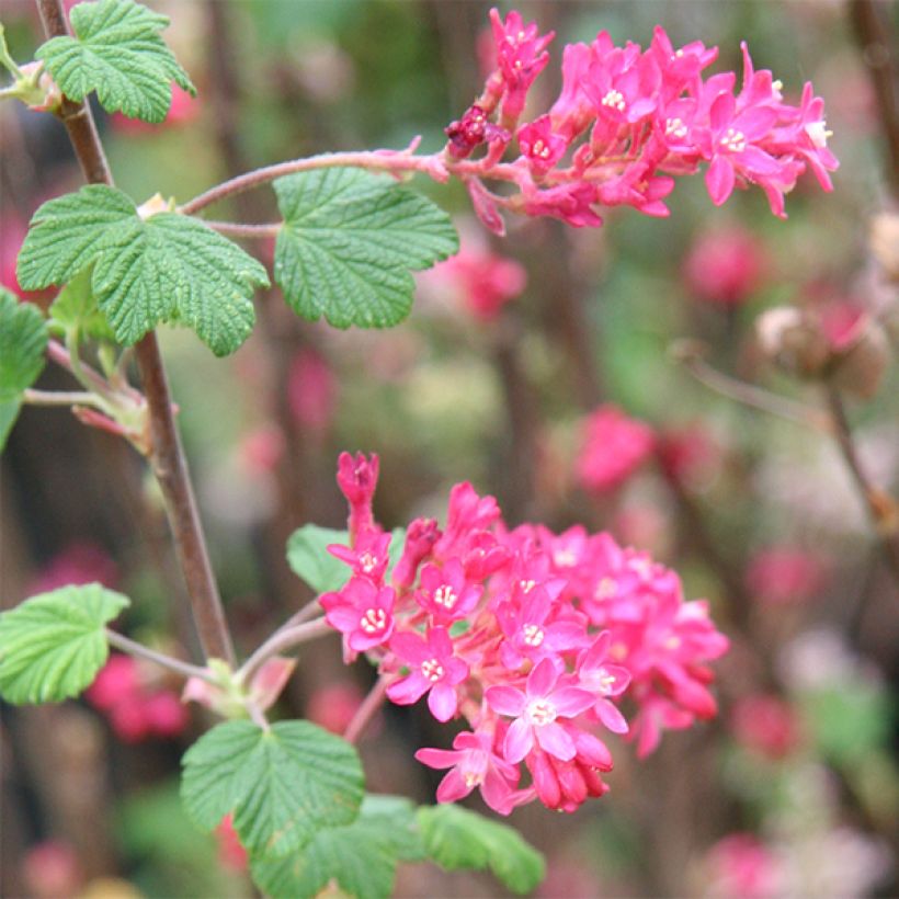 Ribes sanguineum King Edward VII - Flowering Currant (Flowering)