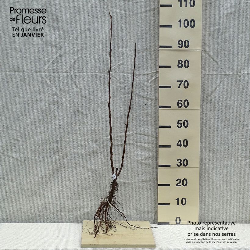 Ribes sanguineum King Edward VII - Flowering Currant Bare root sample as delivered in winter
