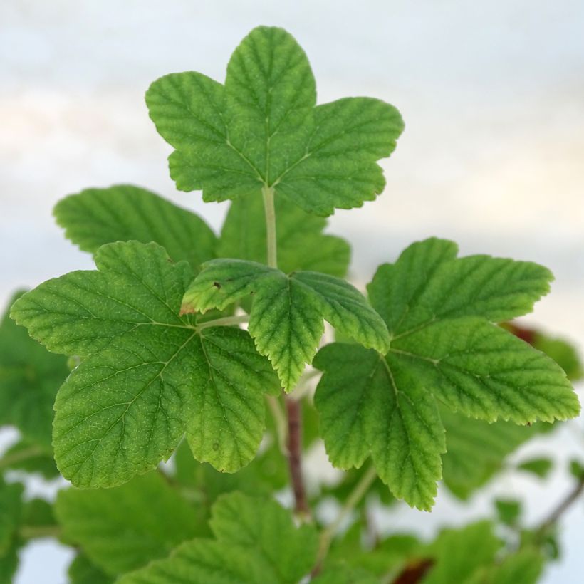 Ribes sanguineum King Edward VII - Flowering Currant (Foliage)