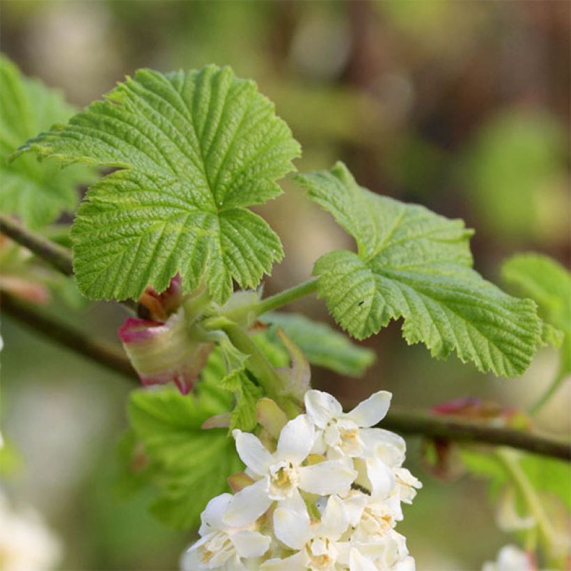 Ribes sanguineum White Icicle - Flowering Currant (Foliage)