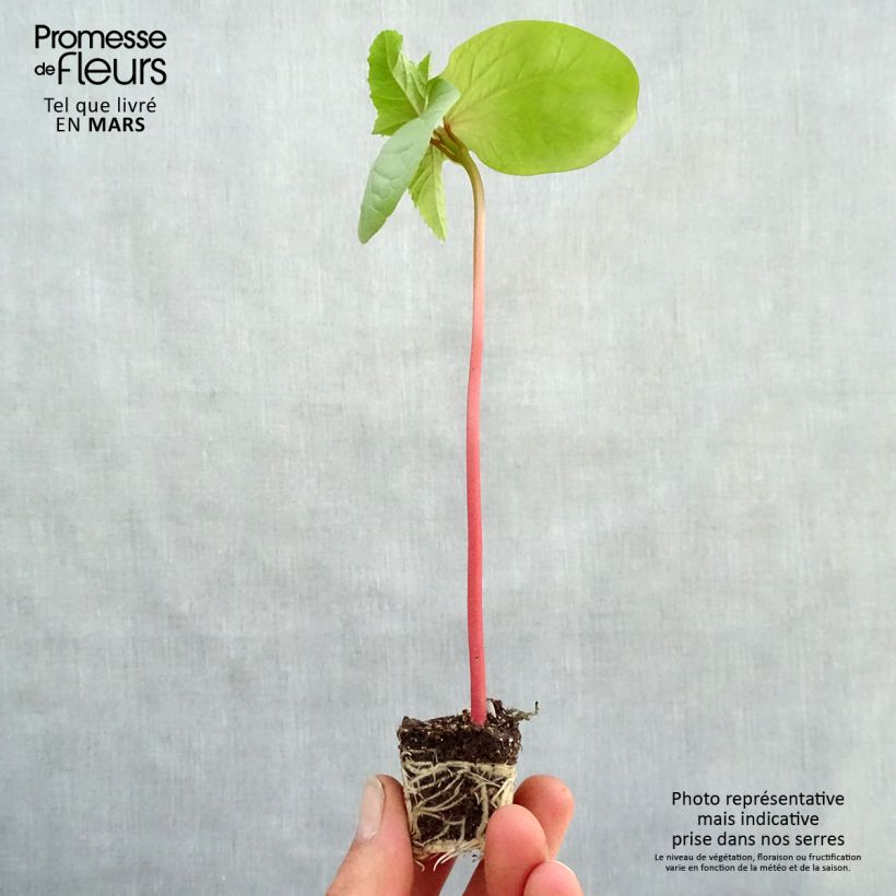 Ricinus communis Honolulu Plug plant 3/4cm sample as delivered in spring