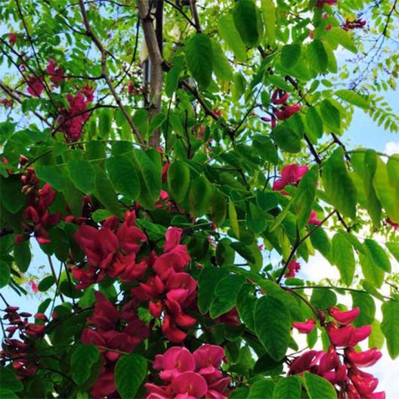 Robinia pseudoacacia Casque Rouge - Black Locust (Foliage)