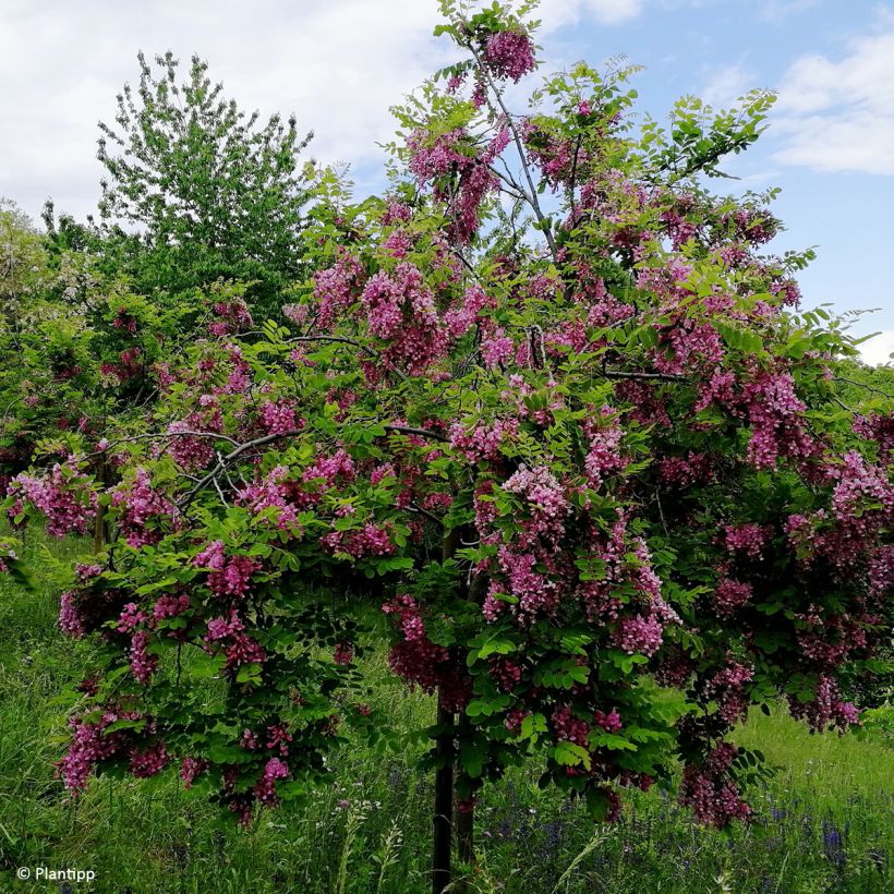 Robinia hispida Rosea - Rose acacia (Plant habit)