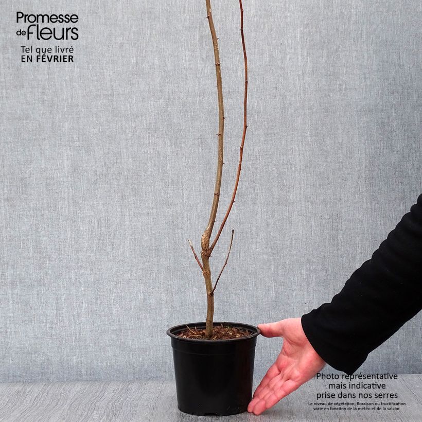 Robinia pseudoacacia - Black Locust 2L/3L pot sample as delivered in winter