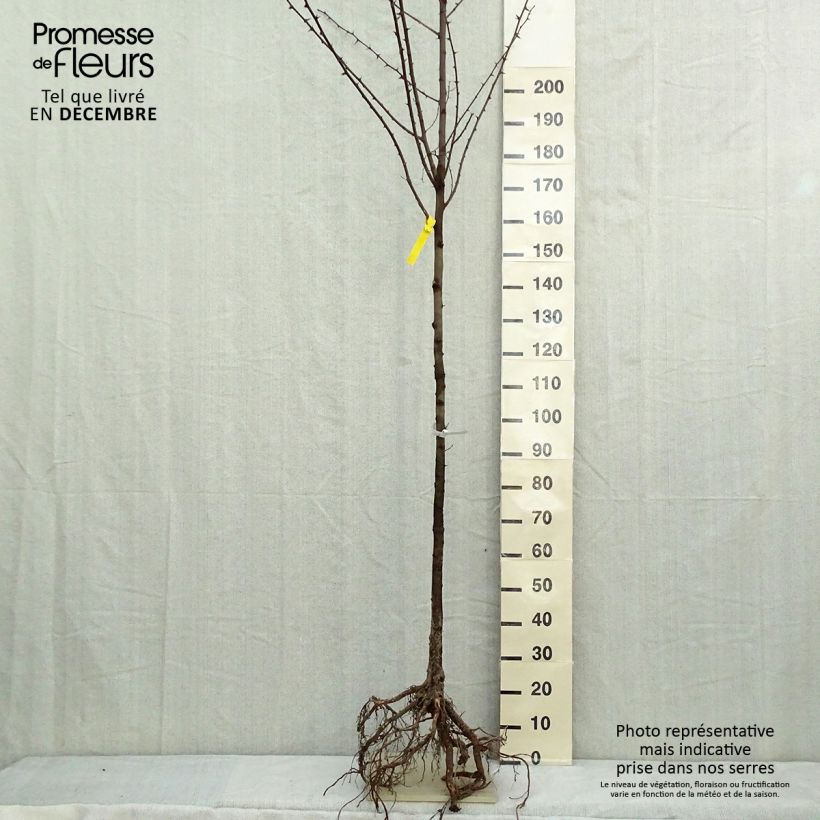 Robinia pseudoacacia - Black Locust Bare root sample as delivered in winter