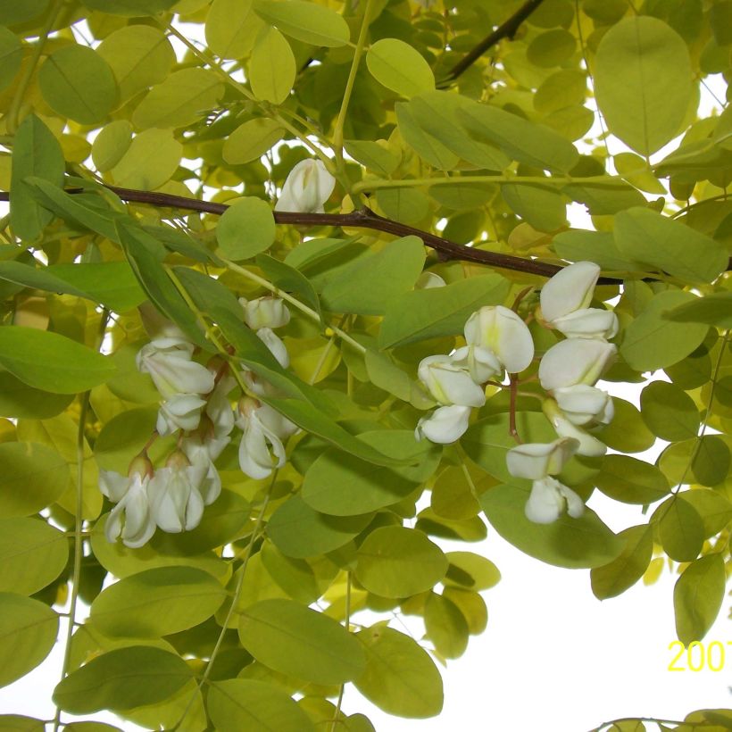 Robinia pseudoacacia Frisia - Black Locust (Foliage)