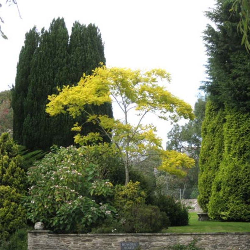 Robinia pseudoacacia Frisia - Black Locust (Plant habit)