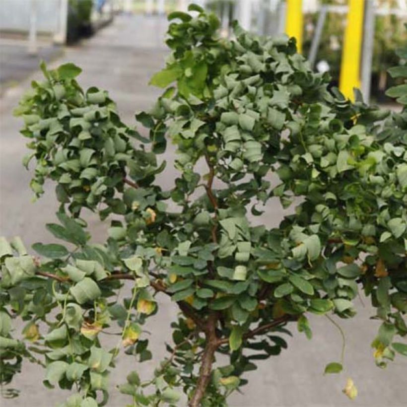 Robinia pseudoacacia Twisty Baby Lace Lady - Black Locust (Foliage)