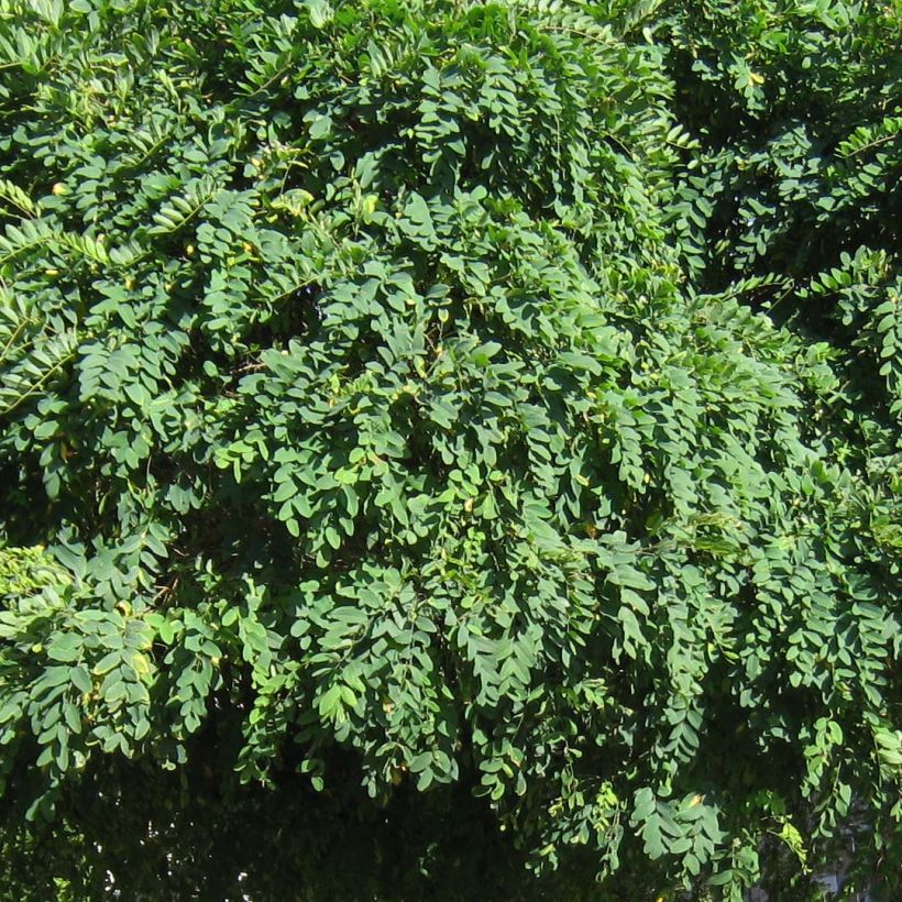 Robinia pseudoacacia Umbraculifera - Parasol Acacia (Foliage)