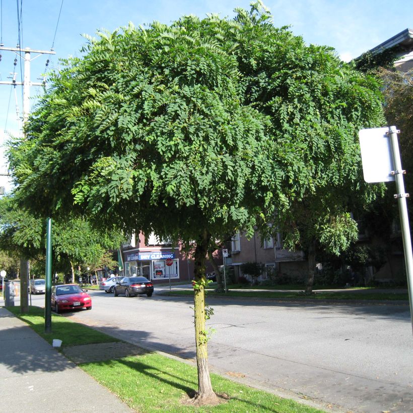 Robinia pseudoacacia Umbraculifera - Parasol Acacia (Plant habit)