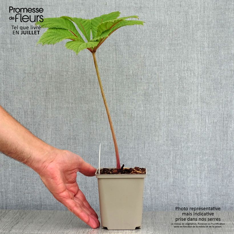 Rodgersia aesculifolia Irish Bronze 8/9 cm pot sample as delivered in summer