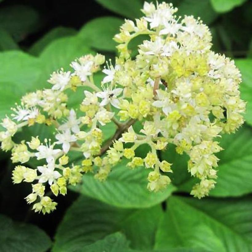 Rodgersia La Blanche (Flowering)